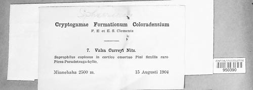 Leucostoma curreyi image